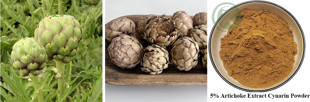 Artichoke Extract Cynarin Powder Artichoke Extract Cynarin Powder