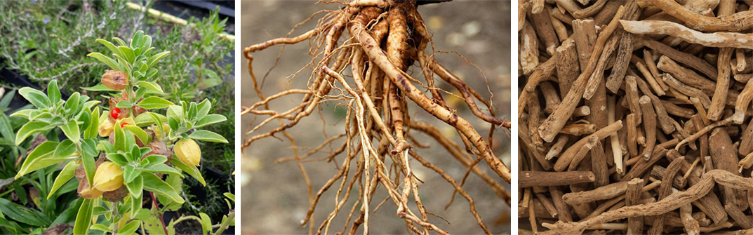 Ashwagandha Extraction natural source