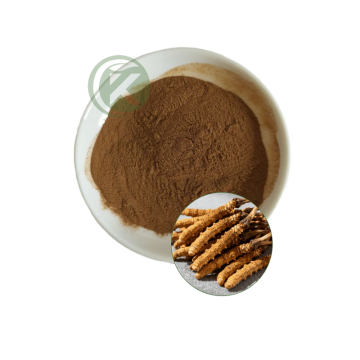 Cordyceps Extract Powder