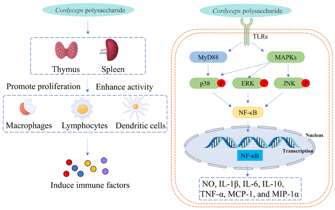 Cordyceps Extract Powder Enhance Immunity