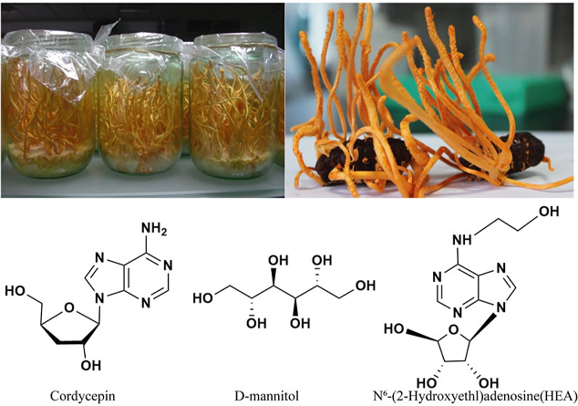 Cordyceps Mycelium Extract