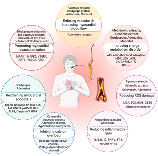 Cordyceps Sinensis Extract Maintain cardiovascular Cordyceps Sinensis Extract Maintain cardiovascular