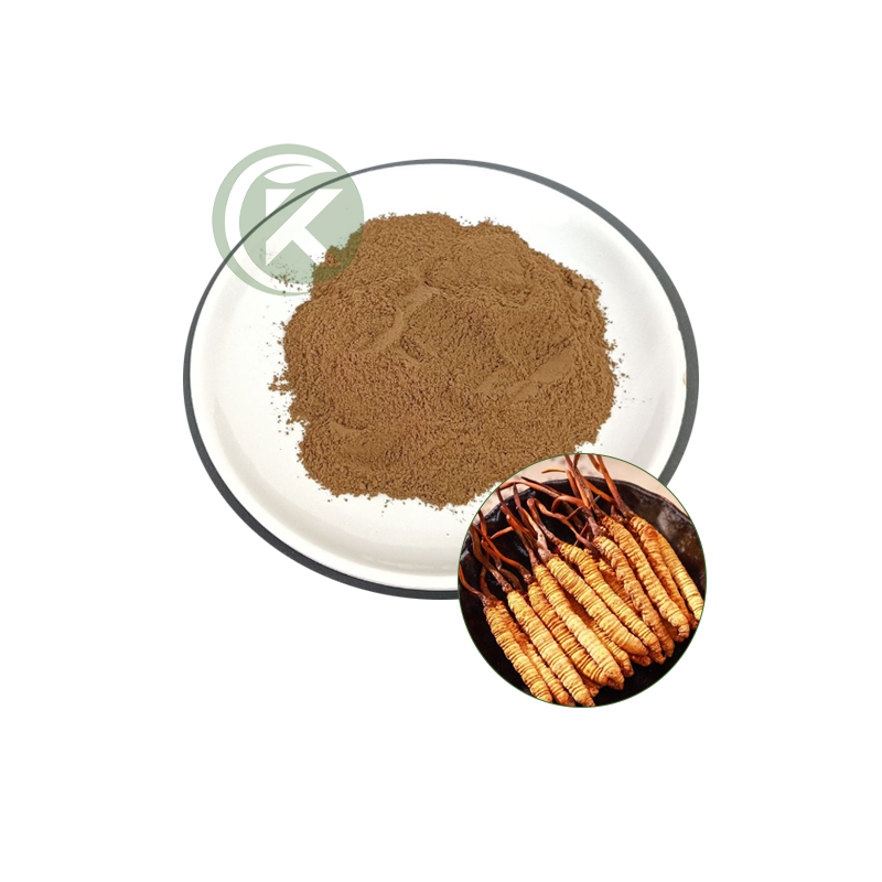 Cordyceps Sinensis Extract Powder.png