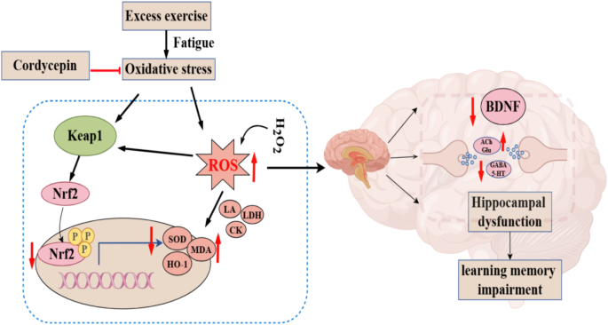 Cordyceps Sinensis Extract Relieve Fatigue Cordyceps Sinensis Extract Relieve Fatigue