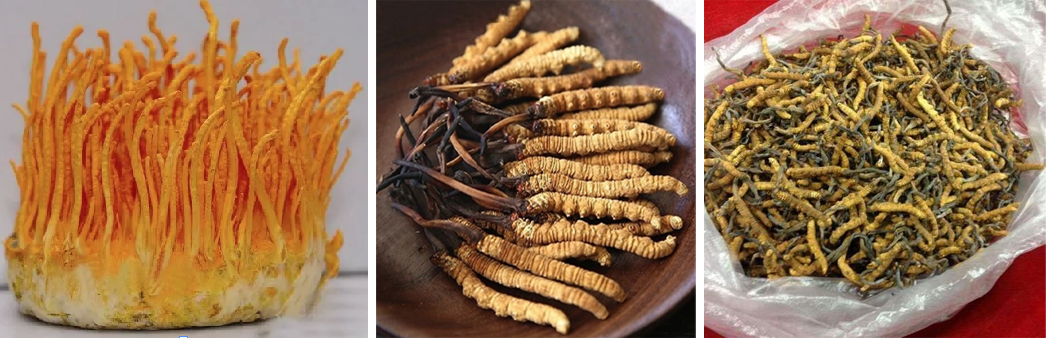 Cordyceps Sinensis extract Cordyceps Sinensis extract