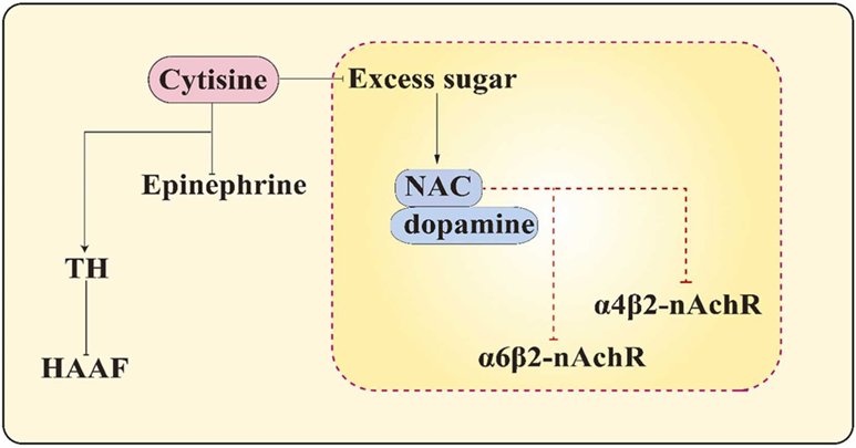 cytisin powder Regulate blood sugar levels