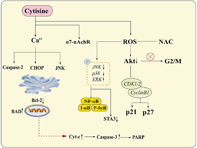 cytisine malignant tumors