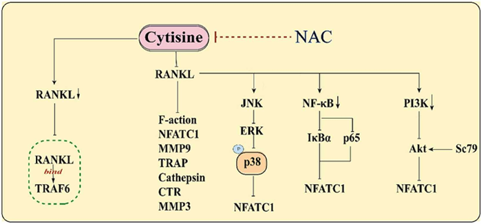 cytisine Prevention and treatment of osteoporosis