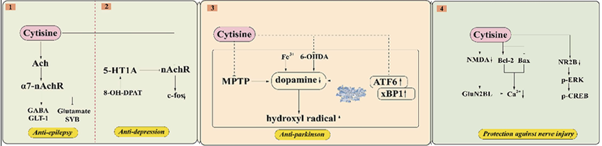 cytisine Protect nerve health