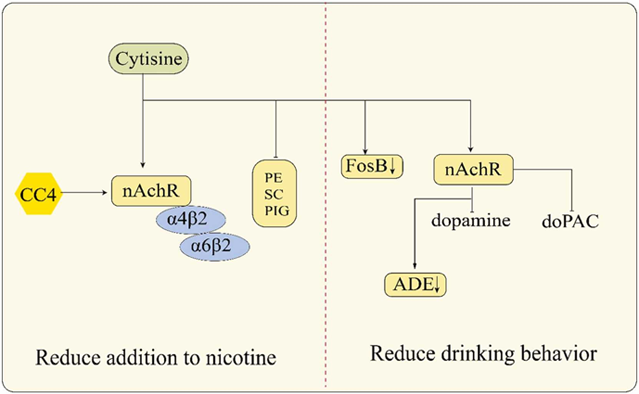cytisine quit smoking and drinking