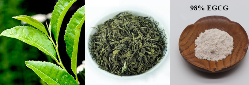 GREEN TEA EXTRACT POWDER