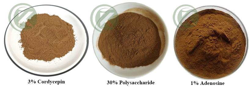 KINTAI Cordyceps Extract Powder Specifications