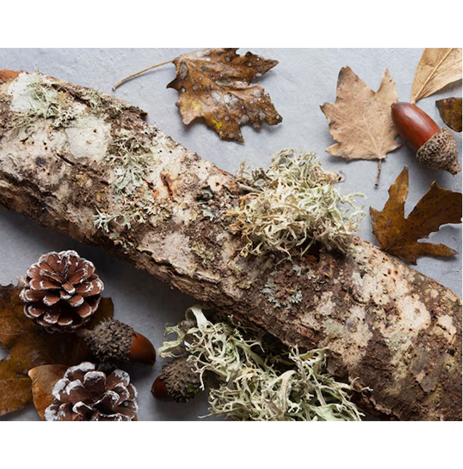 Larch Bark Extract Powder
