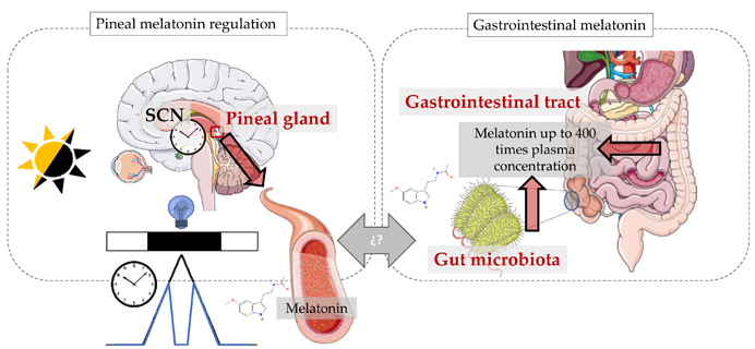 melatonin Improve digestion & treat gastroesophageal reflux