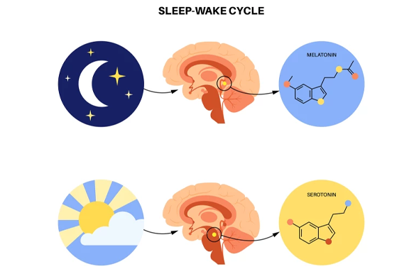 ADHD & sleep-wake cycle