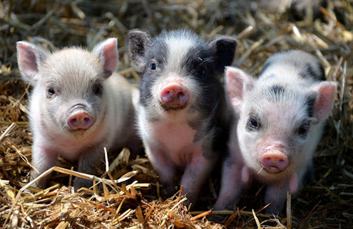 Animal Nutrition and Feed Additives