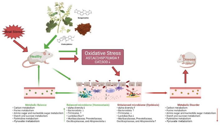 macleaya cordata extract production performance