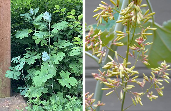 macleaya cordata