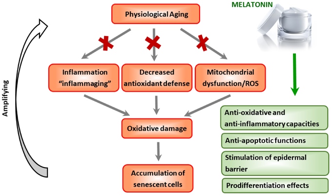 melatonin Antioxidant and Anti-aging