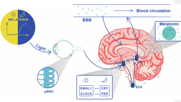 melatonin and ADHD brain