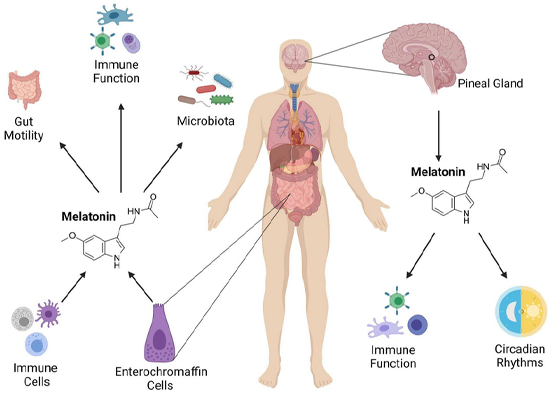 Melatonin Regulate immune function