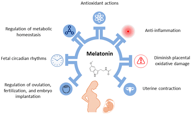 Melatonin Safe During Pregnancy