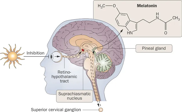 melatonin seasonal affective disorder