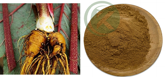 Rhubarb Extract Powder