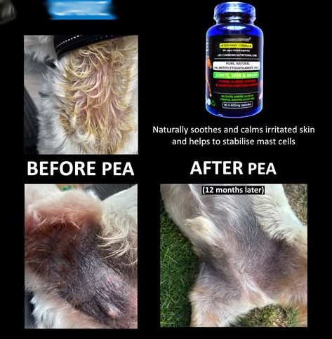 Benefits of palmitoylethanolamide for dogs skin