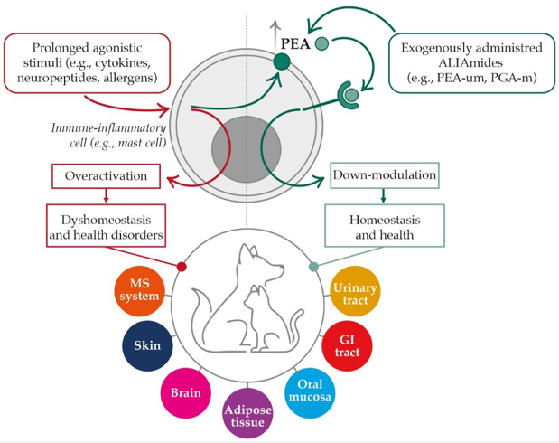 Benefits of palmitoylethanolamide for dogs