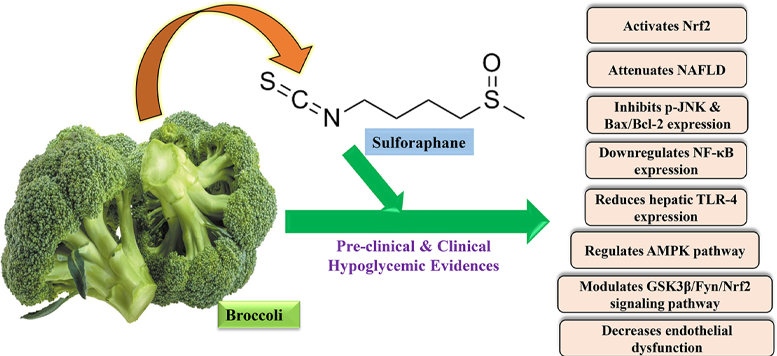 broccoli extract diabetes