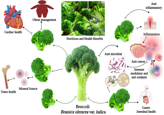 Broccoli extract powder benefits