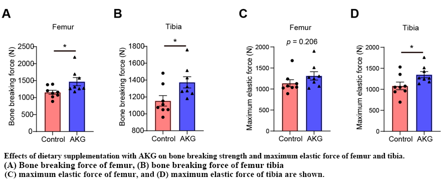 Calcium Alpha-ketoglutarate Benefits For Bone Health AKG on bone