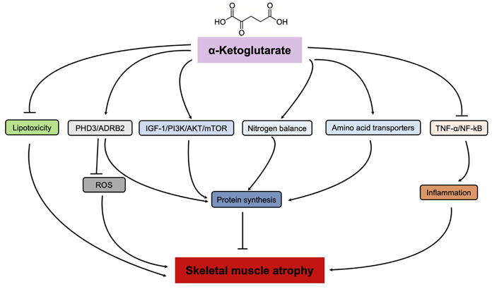 Calcium Alpha-ketoglutarate For Muscle