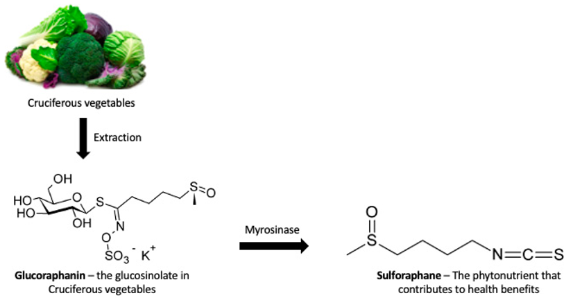 Chemical structures of glucoraphanin (GRA) and sulforaphane (SFN)
