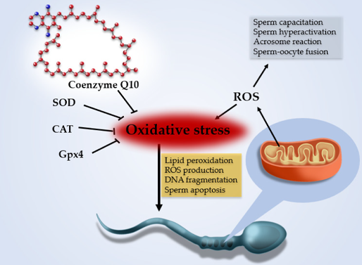 Coenzyme Q10 benefits for men