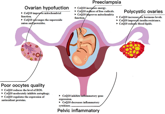 Coenzyme Q10 benefits for women
