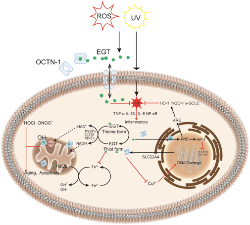 Ergothioneine anti-inflammatory