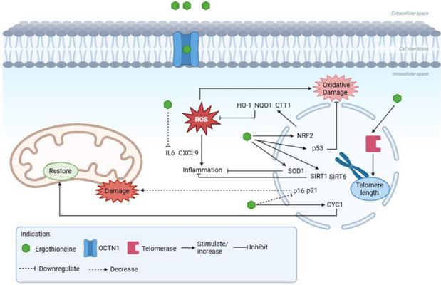 Ergothioneine For Brain