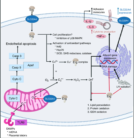 l ergothioneine for fertility in females