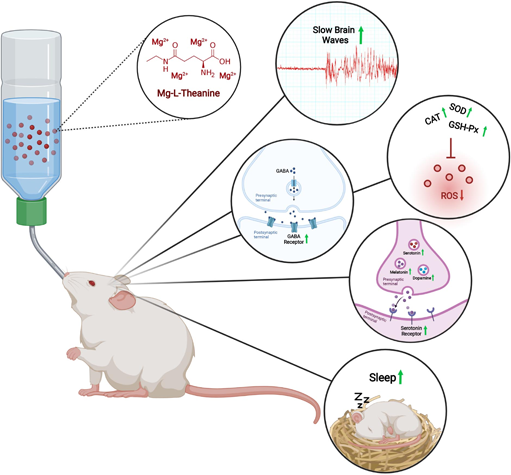 Magnesium L-threonate For Sleep