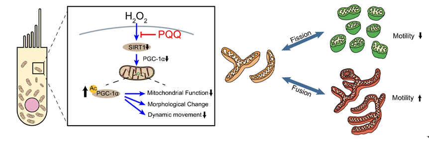 mechanism of HEI-OC1 mitochondrial biogenesis modulation under H2O2 exposure and PQQ protection