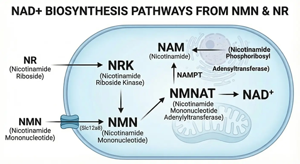 niacin not same as nmn