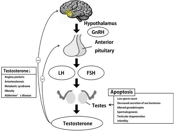 Nicotinamide Adenine Dinucleotide Benefits For Men fertility