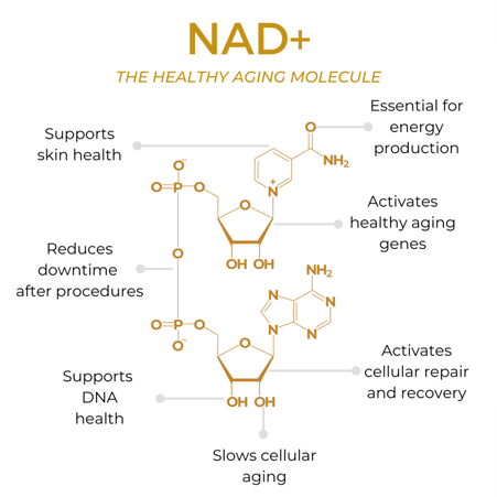 Nicotinamide Adenine Dinucleotide Benefits For Skin