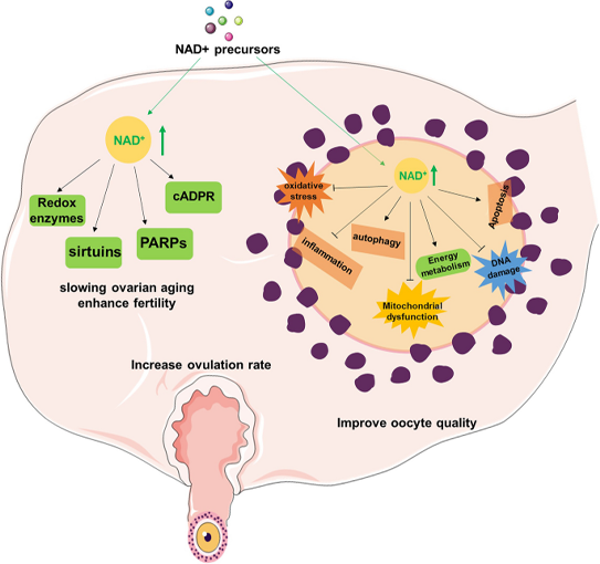 Nicotinamide Adenine Dinucleotide Benefits For women's reproductive