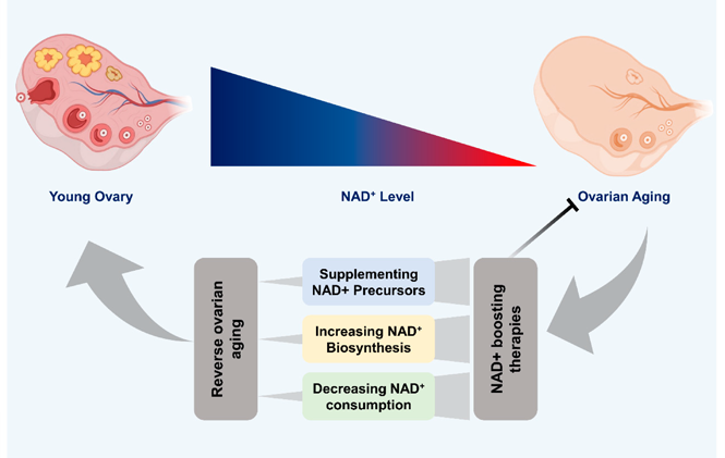 Nicotinamide Adenine Dinucleotide Benefits For Women