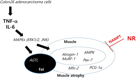 Nicotinamide Riboside Chloride Cancer