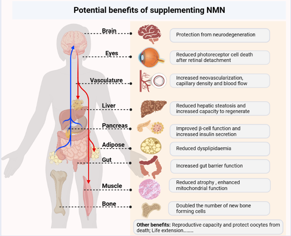 NMN Benefits