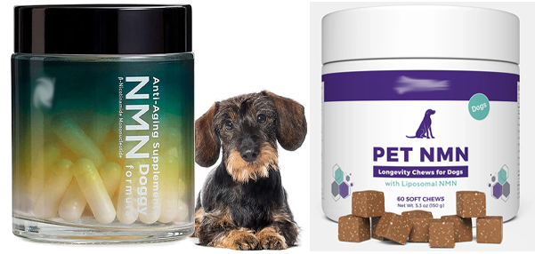 nmn for dogs
